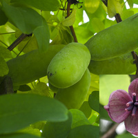 Jadalny owoc akebii