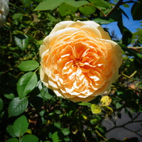  Róża angielska ' Leander - Ausleght ' . Makro .