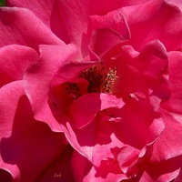 Róża, zdjęcie makro