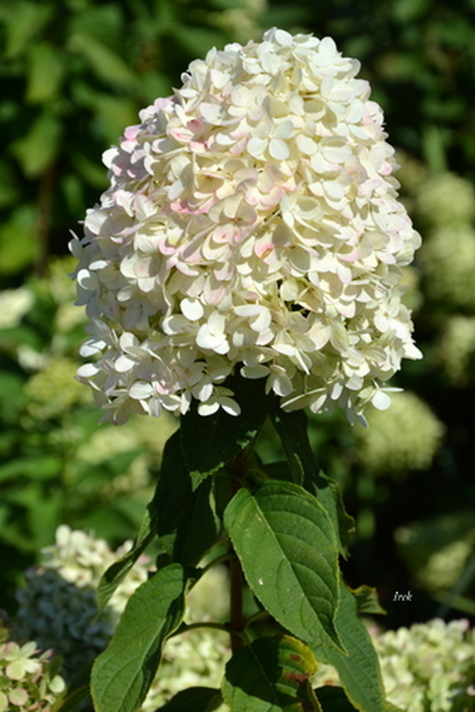 Biały kwiat wysoki, hortensja