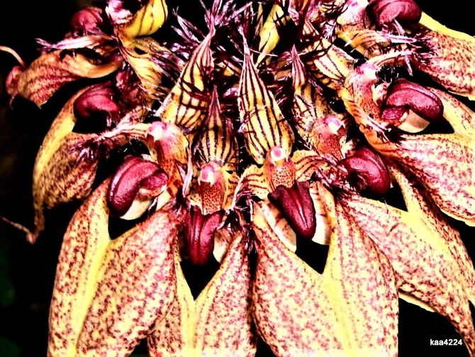  Bulbophyllum Rotschildianum .  Makro .