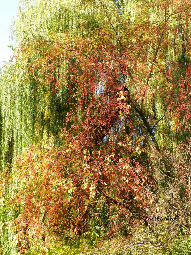 Kolory jesieni w Ogrodzie Botanicznym