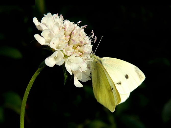 Kwiat i motyl:)