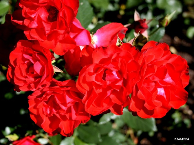  Róża ' Marie Theresie ' .