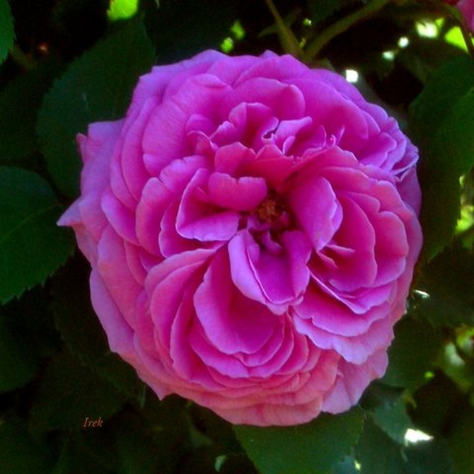 Róża o niezdecydowanym kolorze