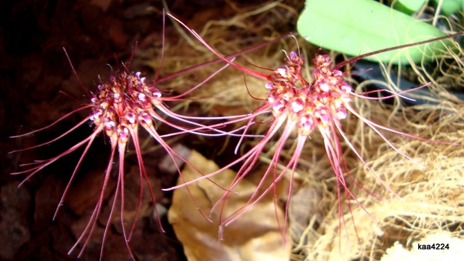 Bulbophyllum Gracillienum .  Makro .