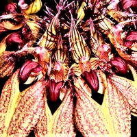  Bulbophyllum Rotschildianum .  Makro .