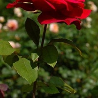 Czerwona róża.