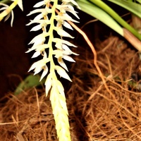 Dendrobium Glumaceum .  Makro .