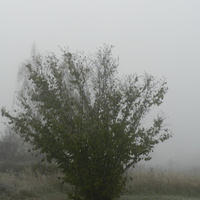 Dzisiejszy poranek we mgle