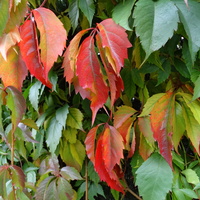 Kolory jesieni                         
