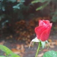 Róża Jeszcze Kwitn