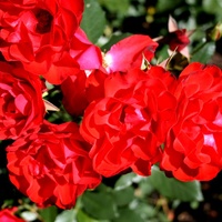  Róża ' Marie Theresie ' .