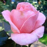 Róża ' Meinhartfo