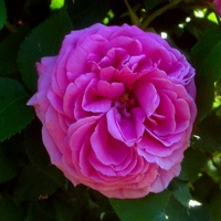 Róża o niezdecydowanym kolorze