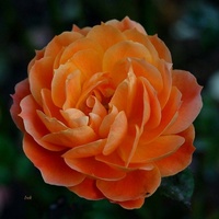 Róża pomarańczowa