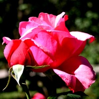 Róża ' Varlon ' 