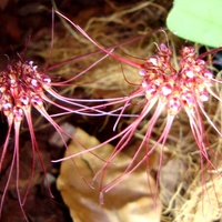 Bulbophyllum Gracillienum .  Makro .