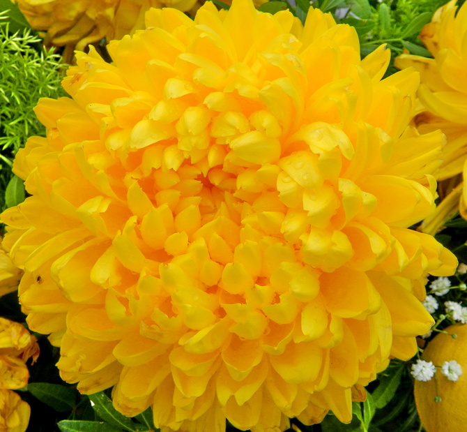 Chryzantemy-jesienne kwiaty