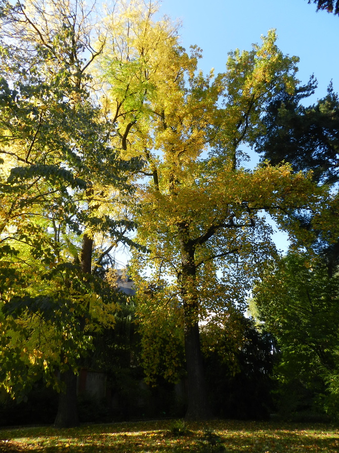 Drzewa jesienią zachwycają nas kolorami