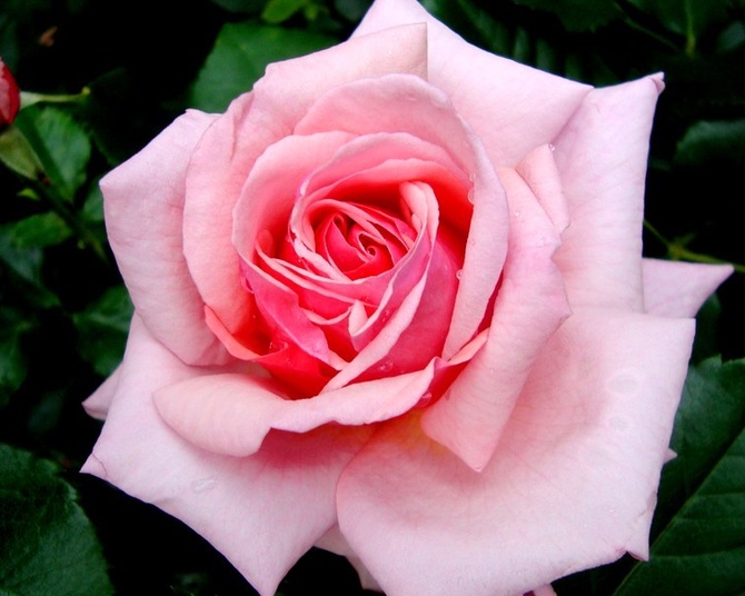  Róża ' Aloha Pink ' .  Makro .
