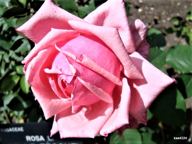 Róża ' Belle Epoque ' .  Makro .