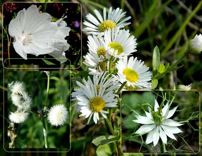 Urok białych kwiatów:)
