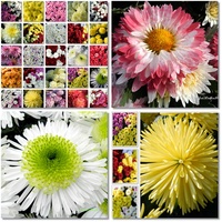 Jesienne kwiaty-chryzantemy