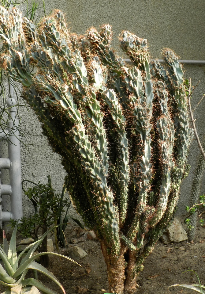 Kaktusy....