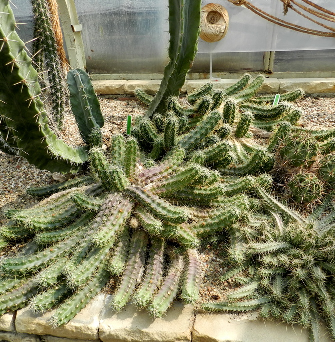 Kaktusy...
