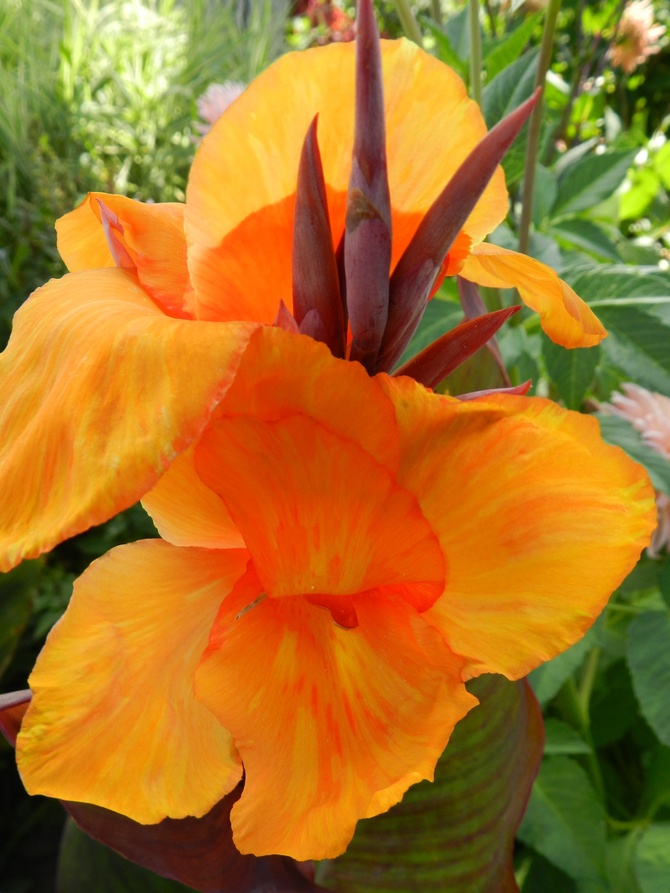 Kwiat w pomarańczowym kolorze