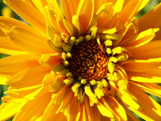 Kwiat w słonecznym kolorze