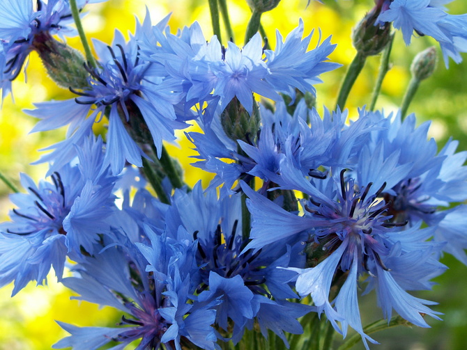 Kwiaty w  niebieskim kolorze