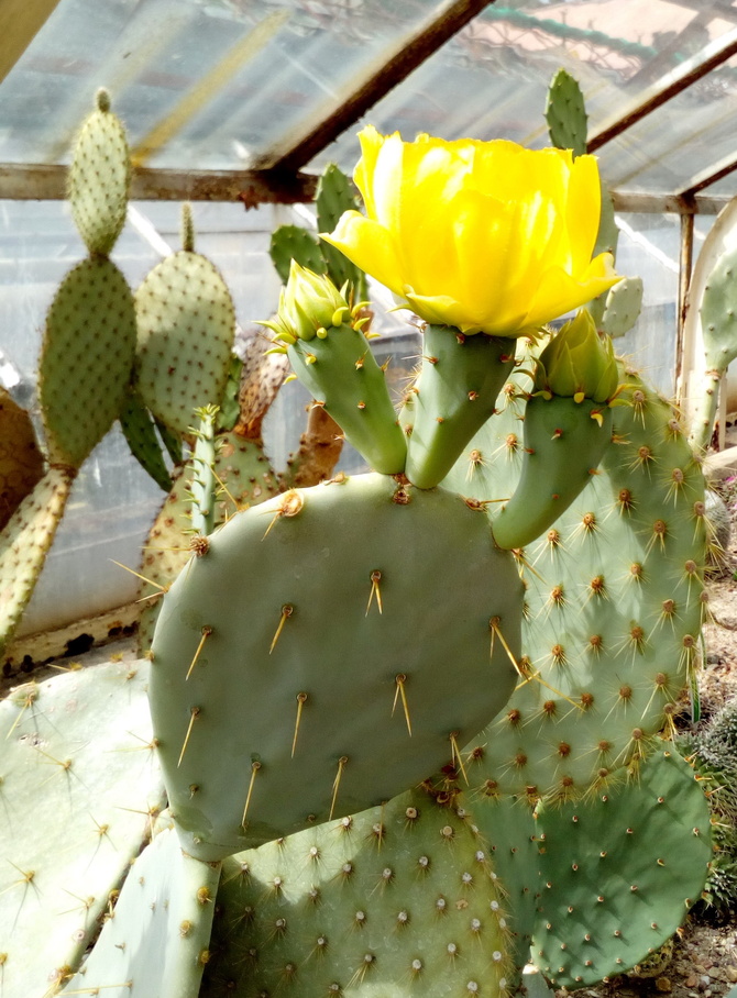 Kwitnący kaktus