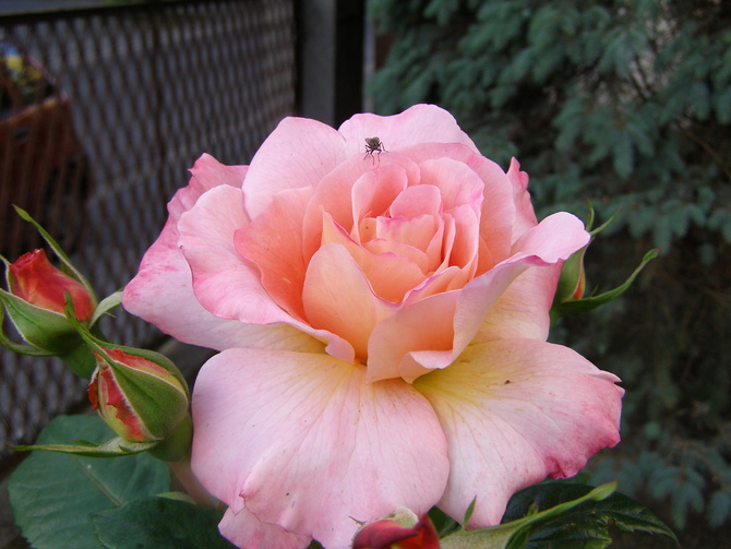 Róża  Albrecht Durer