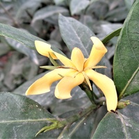 Kwiat Gardenii Thunbergii ' tubifera '.