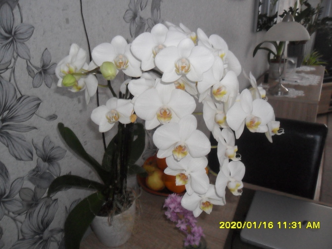 Jeden z moich orchidei