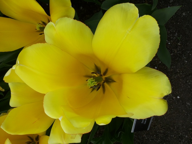 Jeszcze jeden tulipan Golden Apeldoorn