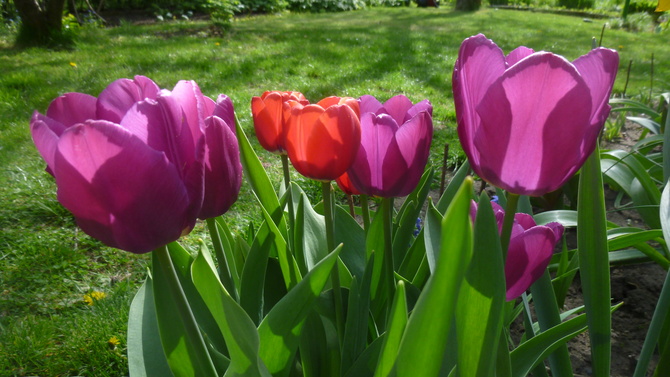 Kolorowe tulipanki! :)