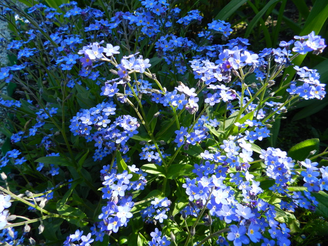 Niebieski kwiatuszek