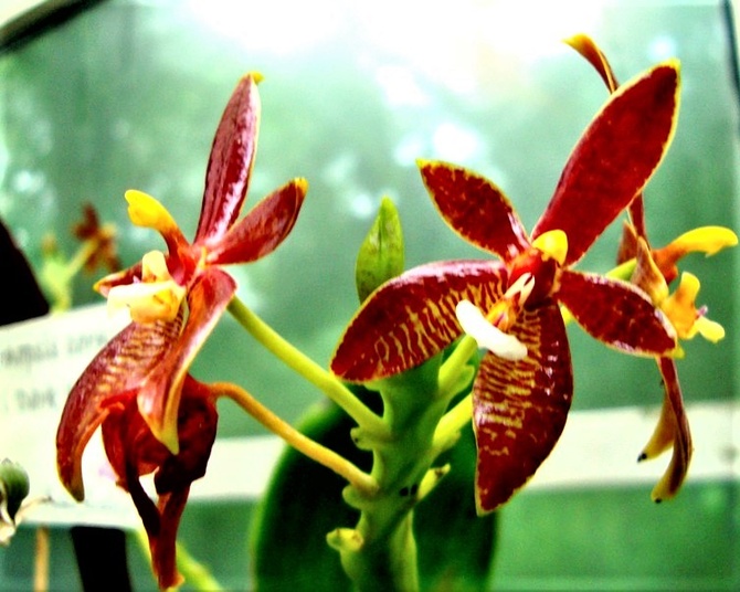 Phalaenopsis Corni  Cervi - Dark  Red .