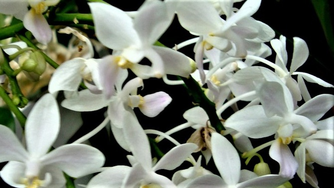 Phalaenopsis Equestris var Semi Alba .