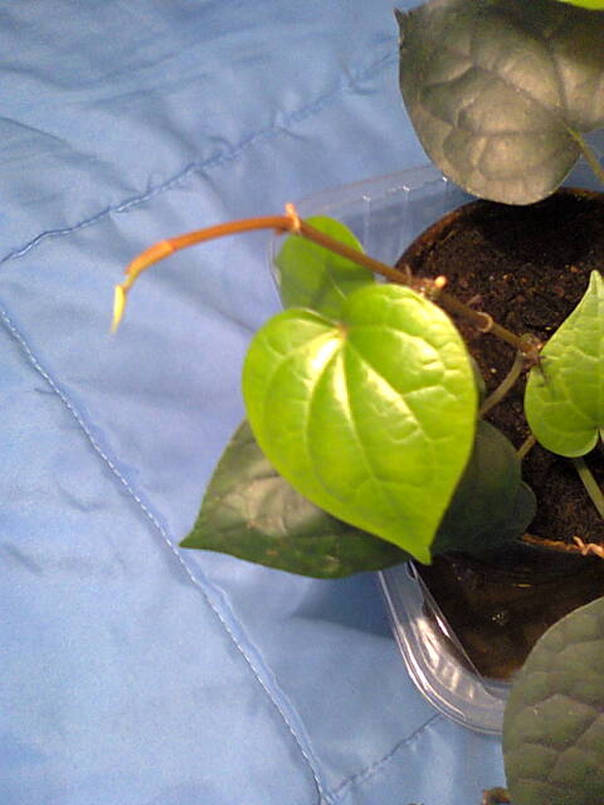 Pieprz czarny (Piper nigrum)  nowe liście