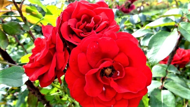 Róża - Amadeus Korlabriax .  Makro .