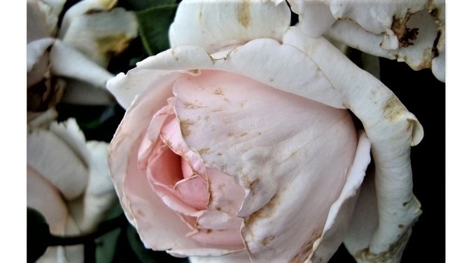  Róża - Andre de Notre Meiceppus .  Makro .