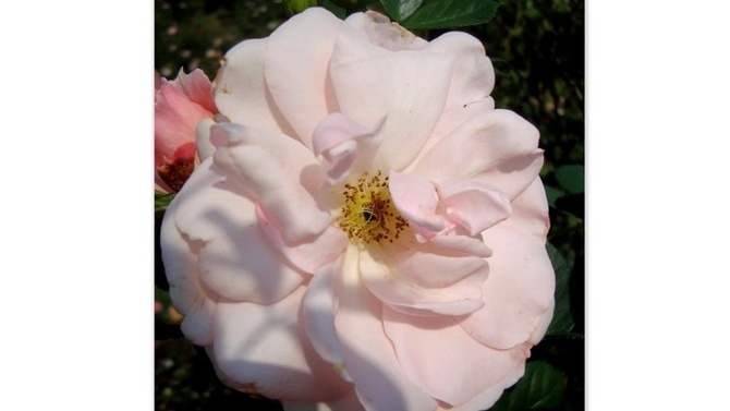  Róża - Astrid Lindgren Pouluf .  Makro .