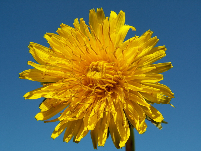 Słoneczny polny kwiatuszek