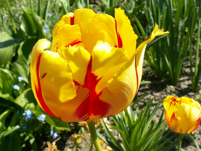 Tulipan, wiosenny słoneczny kwiat
