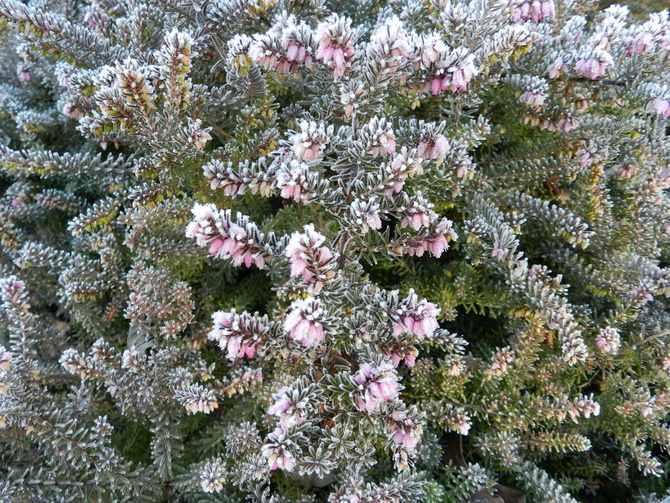 Wrzosiec -zimowe kwiaty