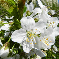 Białe kwiaty czereśni